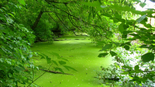 зеленая вода в реке