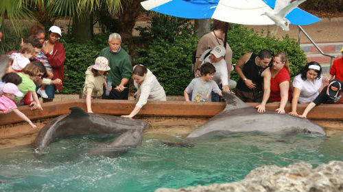 бассейн с  дельфинами