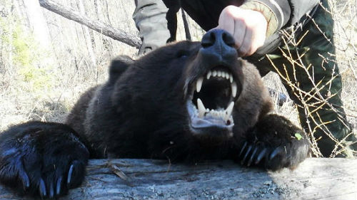 убитый медведь