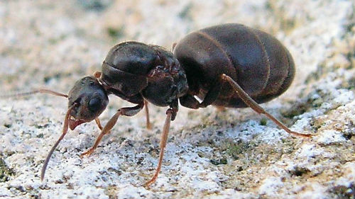видеть толстого муравья