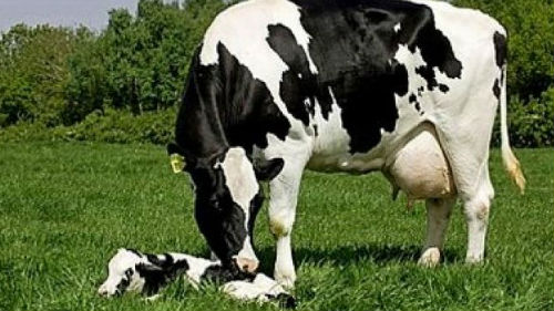 черно белая корова с теленком