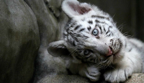 Видеть во сне белого тигра сонник