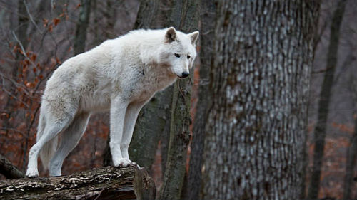 белый волк во сне