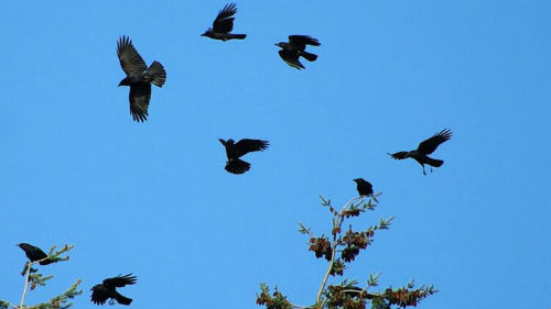 к чему снятся черные птицы в небе