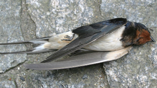 убитая птица