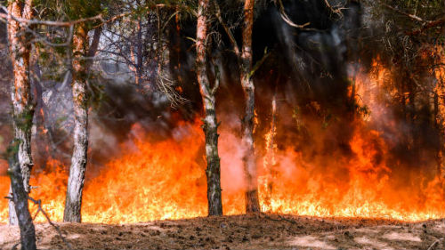 поджигать деревья