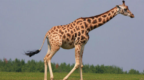 Жираф толкование сонника