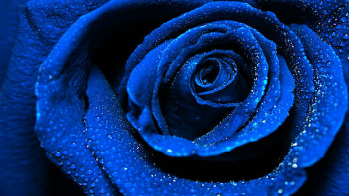 голубые розы во сне