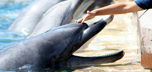 гладить дельфина