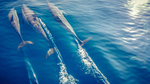 к чему снятся дельфины в море