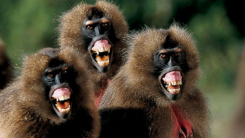 нападающие обезьяны