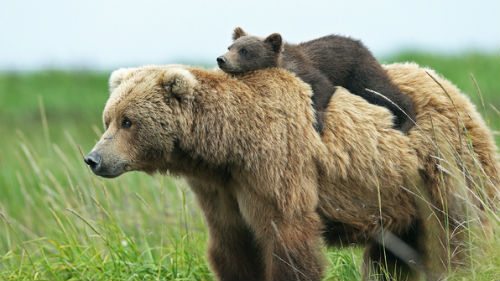 медведица с медвежонком гонится	