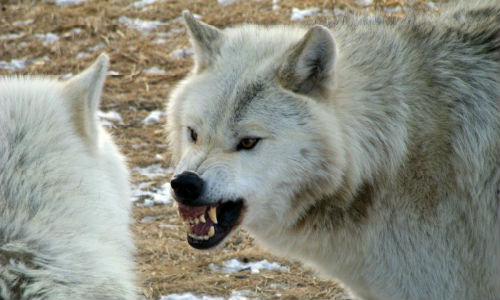 Волк нападает сонник