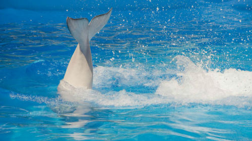 к чему снится белый дельфин в море