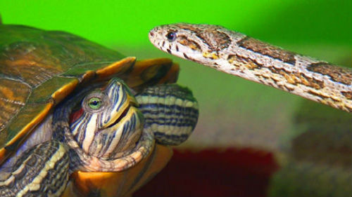 змея и черепаха