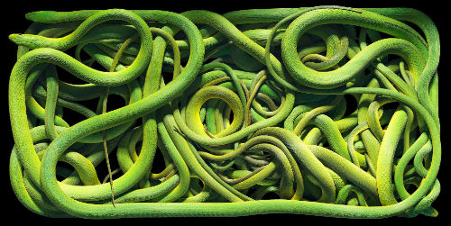 много зеленых змей