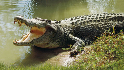 крокодил во сне