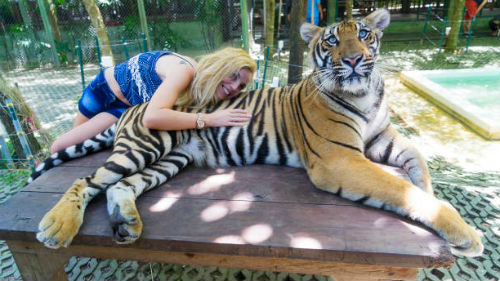 к чему снится гладить тигра
