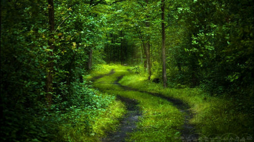 лес и дорога