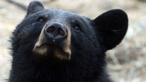 к чему снится черный медведь