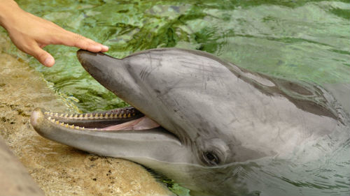 к чему снится гладить дельфина