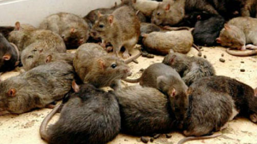 к чему снятся мыши крысы