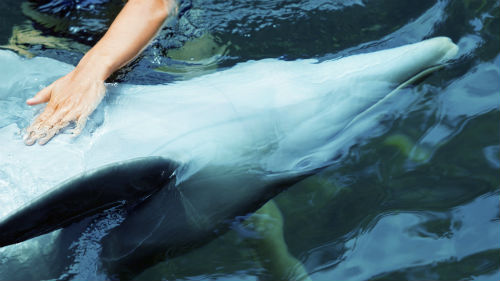 видеть себя трогающим дельфиненка