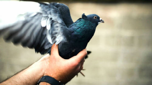 Сонник держать голубя в руках