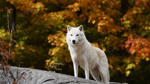 видеть белую волчицу