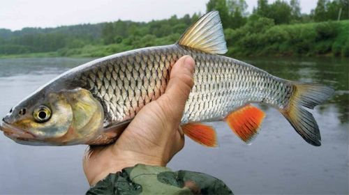 ловить рыбу руками