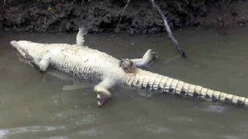 мертвый крокодил