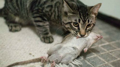 кошка убивает крысу