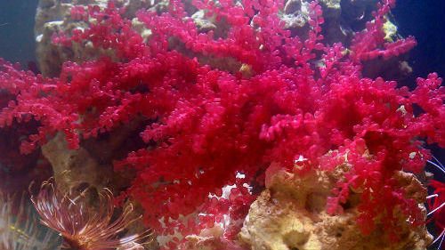 морские водоросли