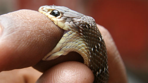 змея кусает за палец руки