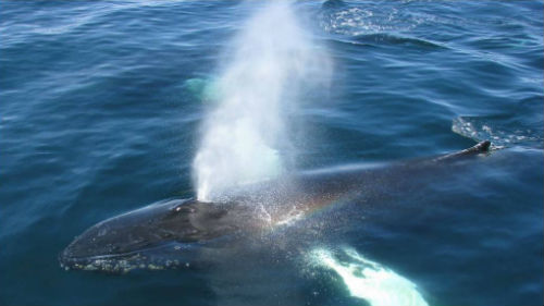 дыхание кита