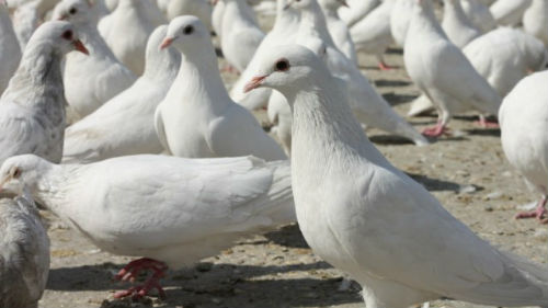 много белых голубей на земле