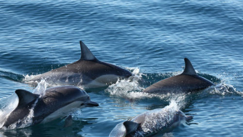 видеть много черных дельфинов