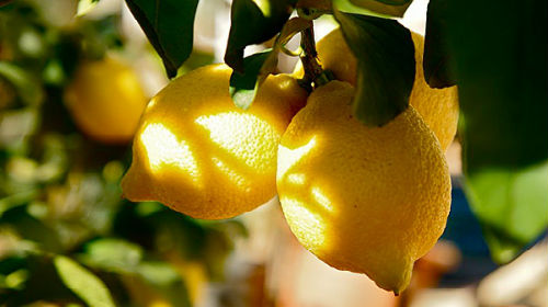 рвать с дерева лимоны