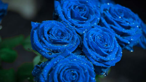 к чему снятся голубые розы