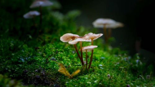 к чему снятся грибы в лесу