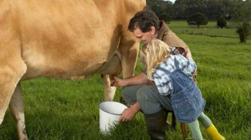 сонник доить корову