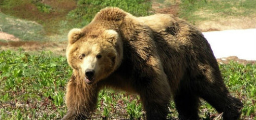 убить медведя