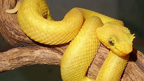 Желтая змея толкование сонника