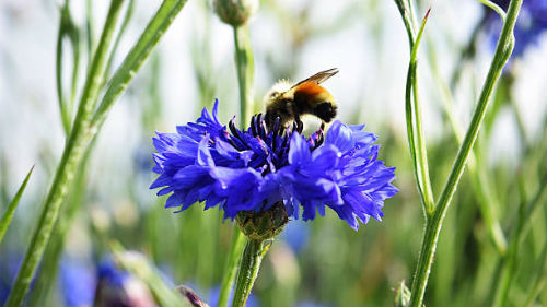 пчела и синий цветок