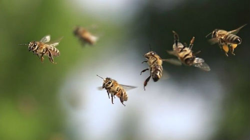 пчелы нападают