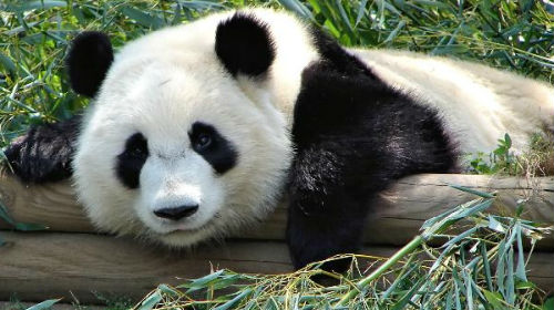 К чему снится панда девушке сонник
