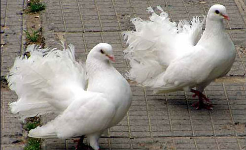 белые голуби
