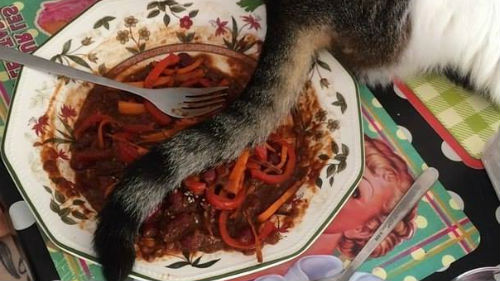 видеть шерсть кота  в тарелке