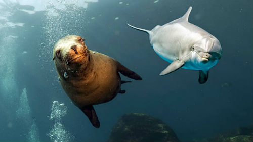 морские животные в воде