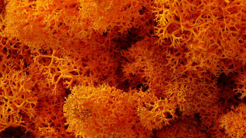 коралловые растения